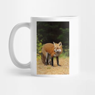 Red Fox - Algonquin Park Mug